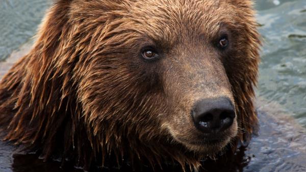 Kamchatka Brown Bear Bear Muzzle Wallpaper
