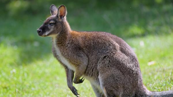 Kangaroo Animal Profile Wallpaper