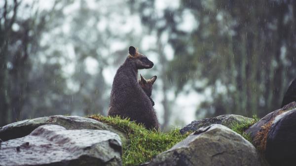 Kangaroo Couple Cub Grass Stones Rain Wallpaper