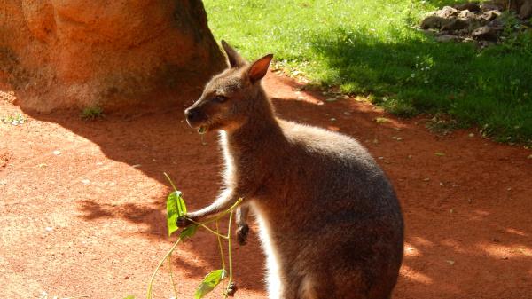 Kangaroo Grass Food Shade Wallpaper