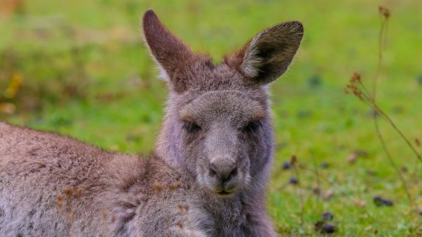 Kangaroo Lies Fur Wallpaper