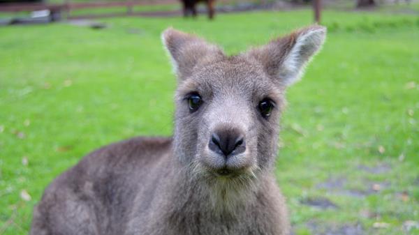 Kangaroo Muzzle Cute Wallpaper
