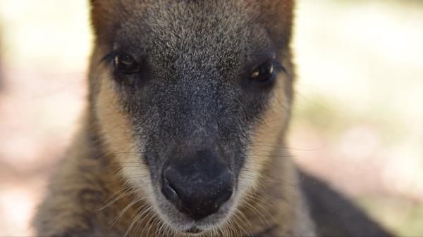 Kangaroo Muzzle Nose Eyes Wallpaper