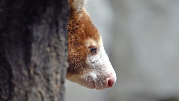 Kangaroo Muzzle Wood Profile Wallpaper