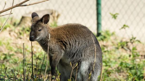 Kangaroo Walk Grass Wallpaper