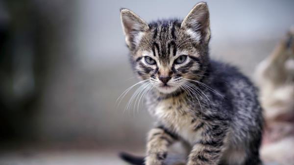 Kitten Angry Frowning wallpaper