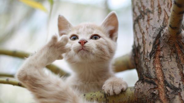 Kitten Branches Sit Wallpaper