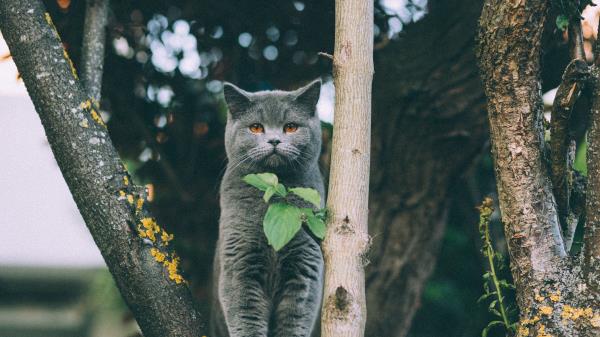 Kitten British Cat Leaves Wallpaper