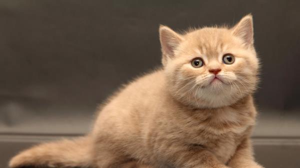 Kitten Briton Cute Wallpaper