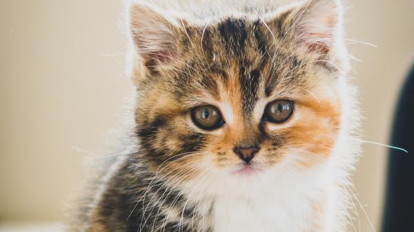 Kitten Cat Cute Wallpaper