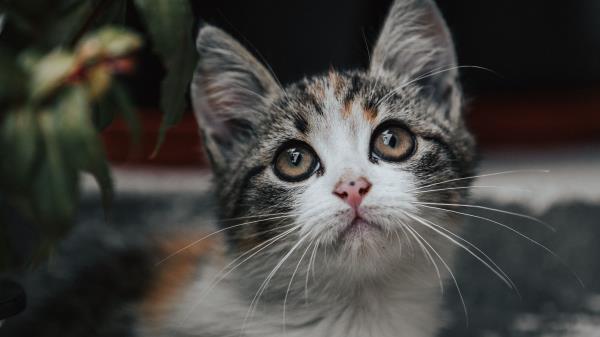 Kitten Cat Glance Wallpaper