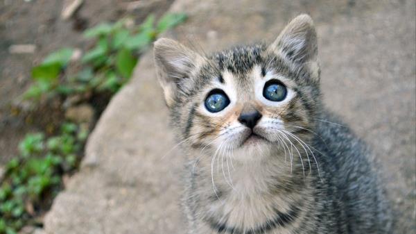 Kitten Cat Sight Wallpaper