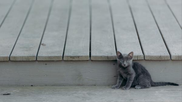 Kitten Cat Sitting Baby Wallpaper