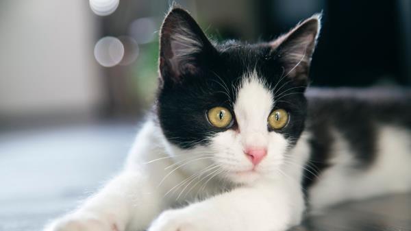Kitten Cat Spotted Wallpaper