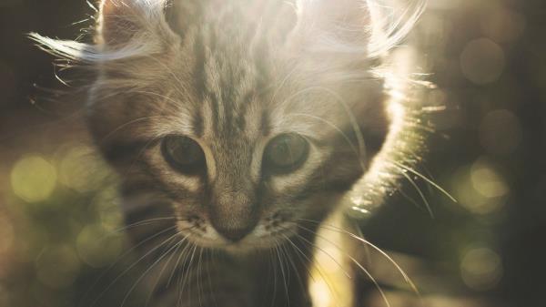 Kitten Cat Wild Wallpaper