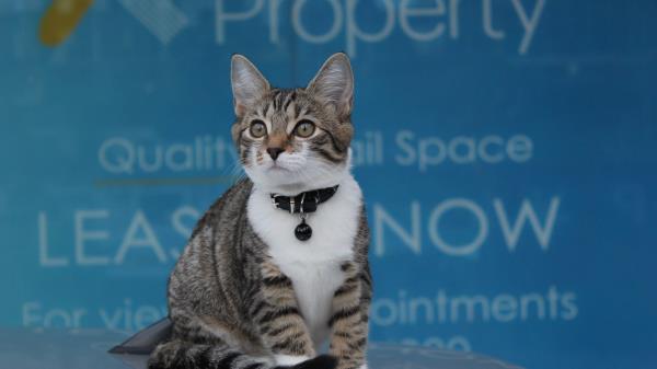 Kitten Collar Sits Wallpaper