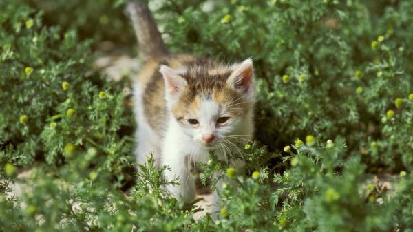 Kitten Daisies Grass Wallpaper