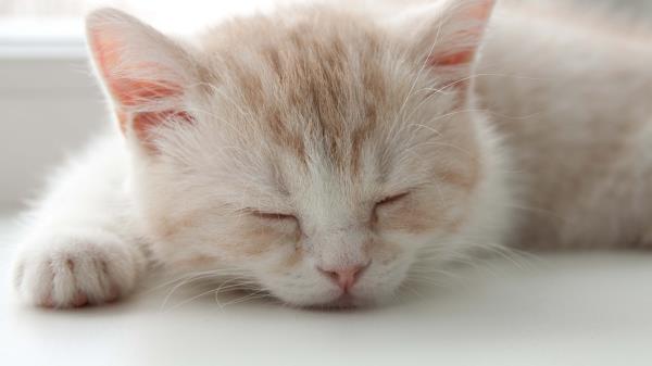 Kitten Face Color Striped Sleep Wallpaper