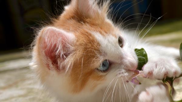 Kitten Face Cute Playful Wallpaper