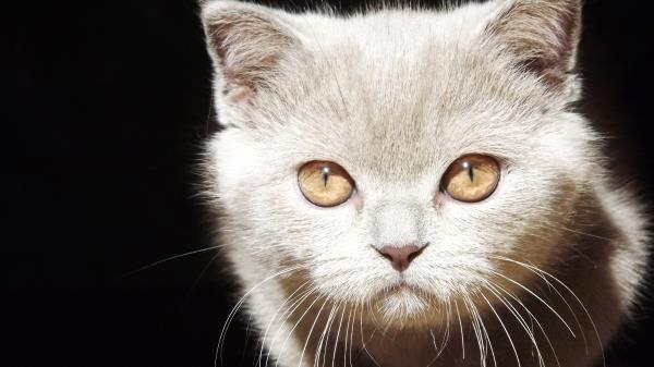 Kitten Face Eyes Background Wallpaper