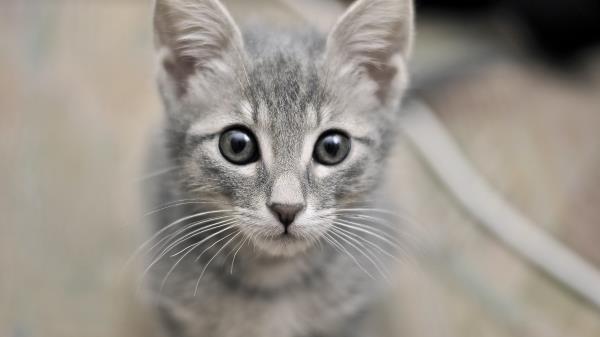 Kitten Face Eyes Fear Wallpaper