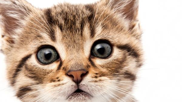 Kitten Face Fluffy Look Wallpaper