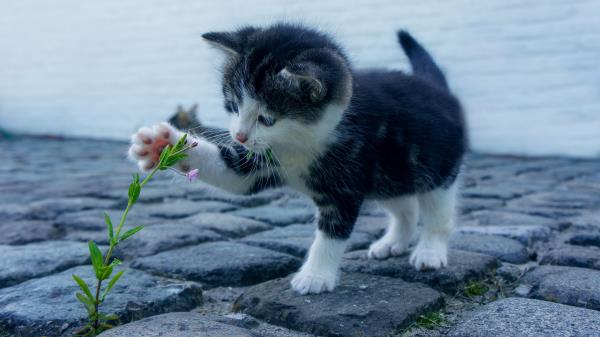 Kitten Flower Cute Wallpaper