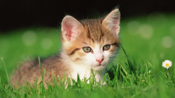 Kitten Grass Flowers Wallpaper