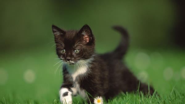 Kitten Grass Walk Legs Daisy Wallpaper