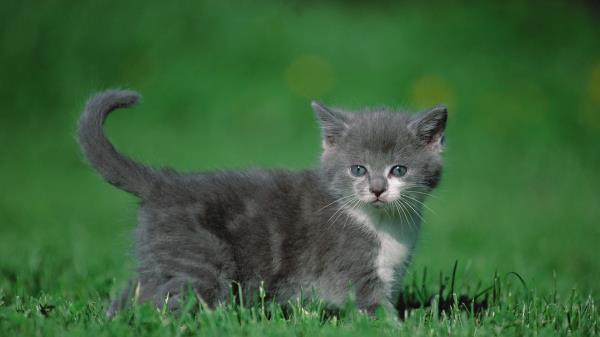 Kitten Grass Walk Wallpaper