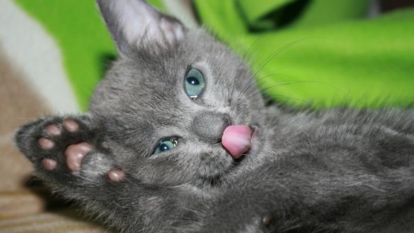 Kitten Gray Licking Lips Playful Wallpaper