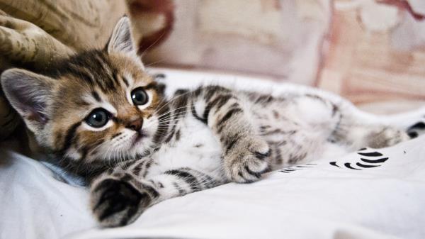 Kitten Lying Striped Small Cute Wallpaper