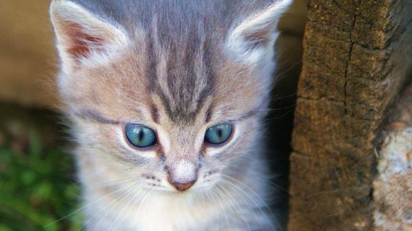 Kitten Muzzle Cute Wallpaper