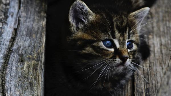 Kitten Muzzle Fluffy View Wallpaper