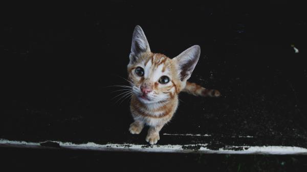 Kitten Muzzle Striped Wallpaper
