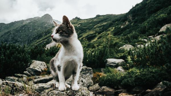 Kitten Pet Rocks wallpaper