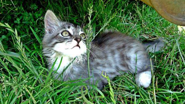 Kitten Playful Attentive Grass Wallpaper