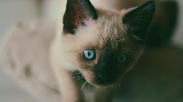 Kitten Siamese Muzzle Blue Eyed Wallpaper