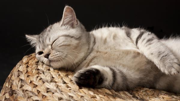 Kitten Sleeping Striped Lie Wallpaper