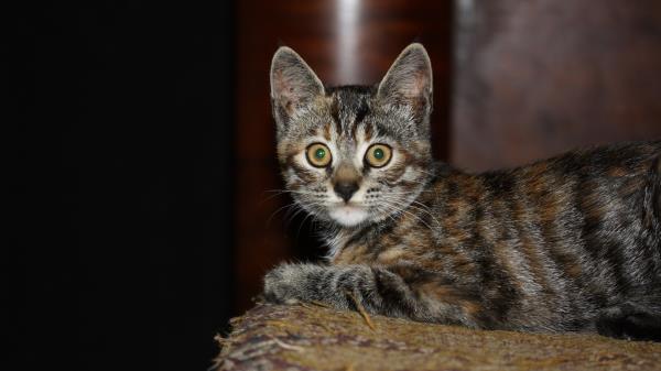 Kitten Tabby Eyes Surprise Wallpaper