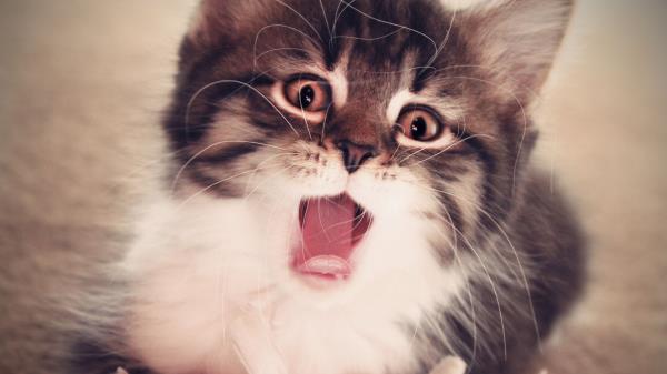 Kitten Yawn Fluffy Baby Wallpaper