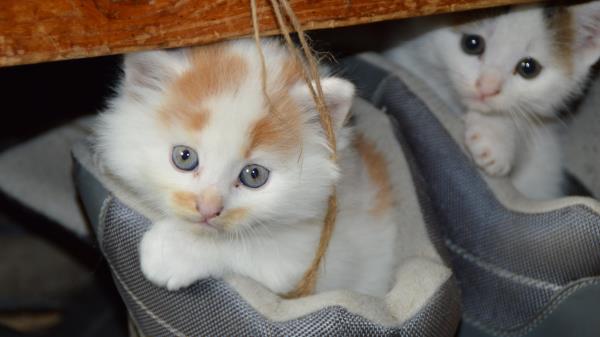Kittens Cats Couple Shoes Hide Wallpaper