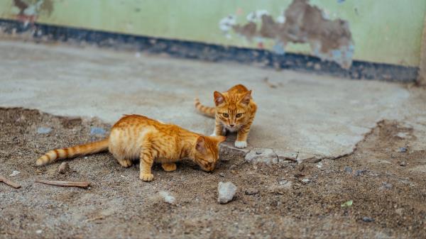 Kittens Cats Striped Couple Wallpaper