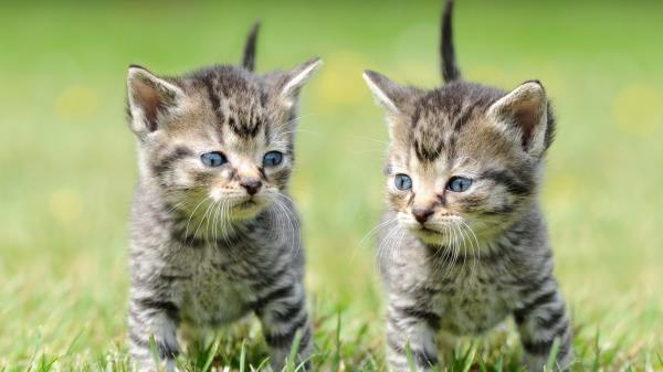 Kittens Copy Grass Wallpaper