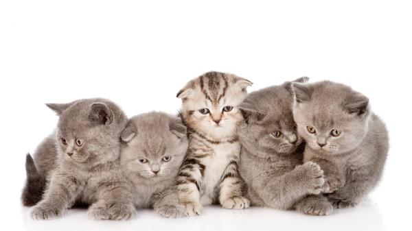 Kittens Fluffy Fold Striped Wallpaper