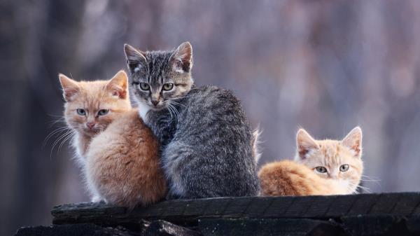 Kittens Three Down Stay Wallpaper