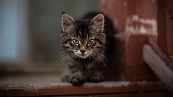 Kitty Cat Fluffy Wallpaper