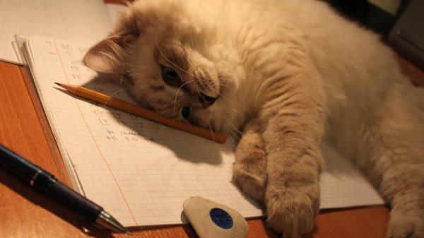 Kitty Fluffy Desk Down Pen Eraser Paper Wallpaper