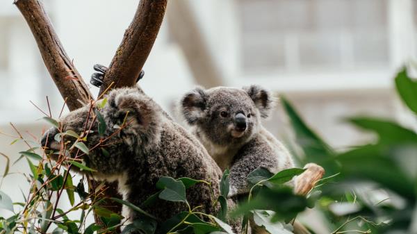 Koala Animal Cute Wallpaper