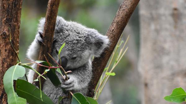 Koala Funny Animal Wallpaper